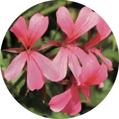 ローズゼラニウム